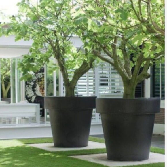 ADD $1 - Eastern Pink Flower Ornamental Trees - Small 7ft (Retail $80-180) - Picture 6 of 7